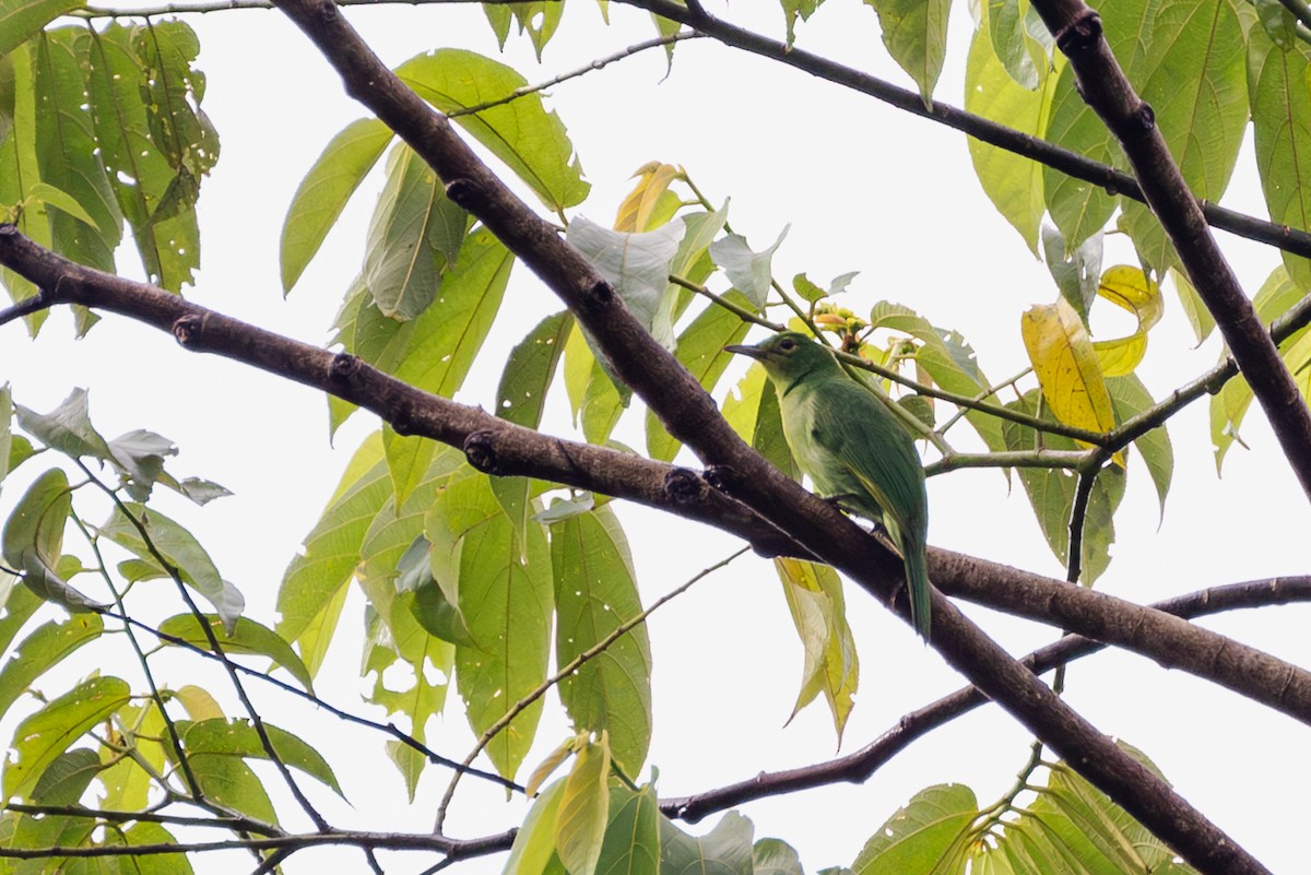 Philippine Leafbird - Mark Maddock