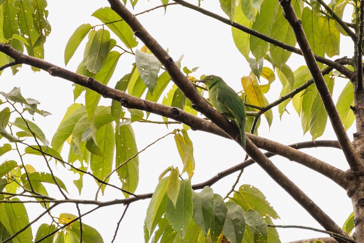 Philippine Leafbird - ML609965114