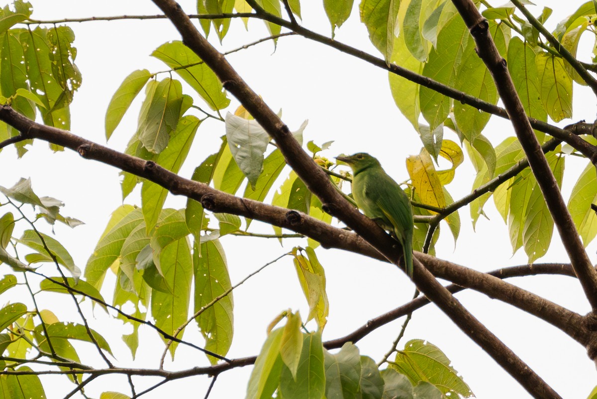 Philippine Leafbird - ML609965118