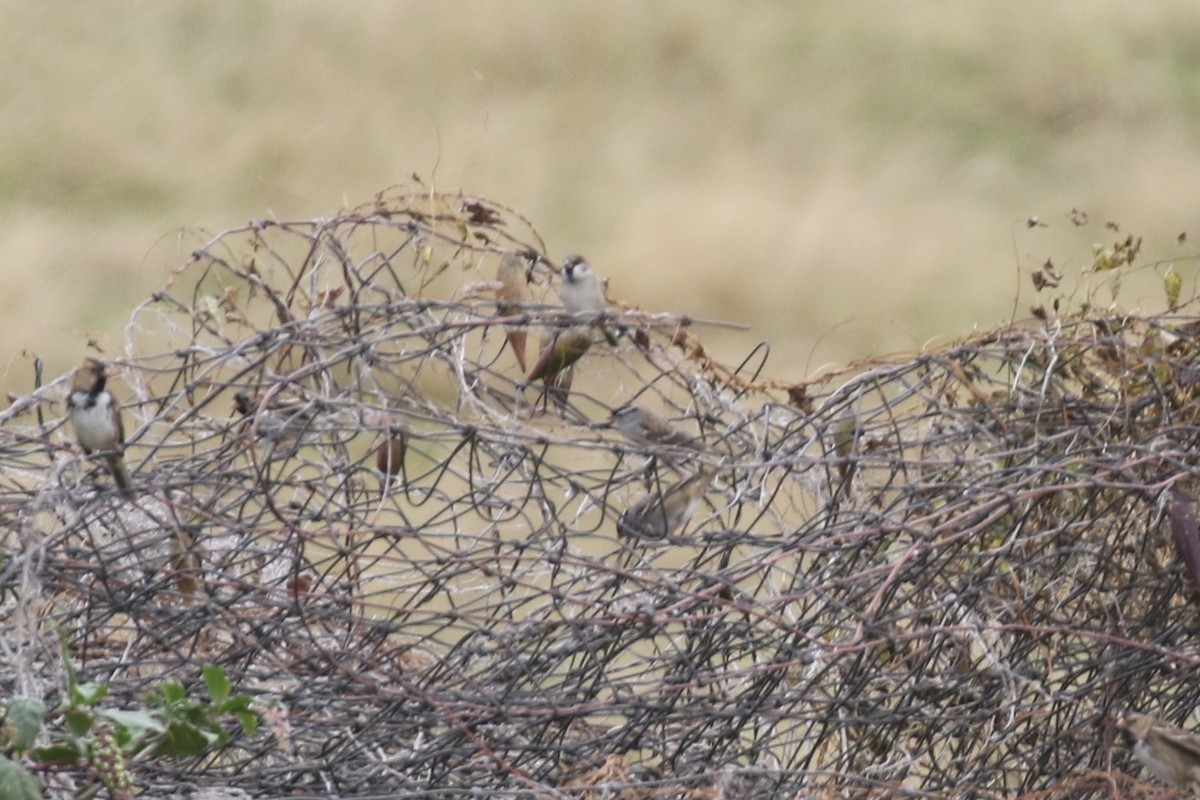 House x Eurasian Tree Sparrow (hybrid) - ML609965254