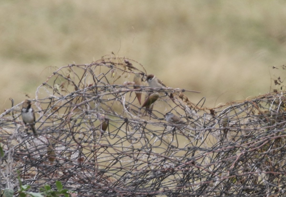 House x Eurasian Tree Sparrow (hybrid) - ML609965255