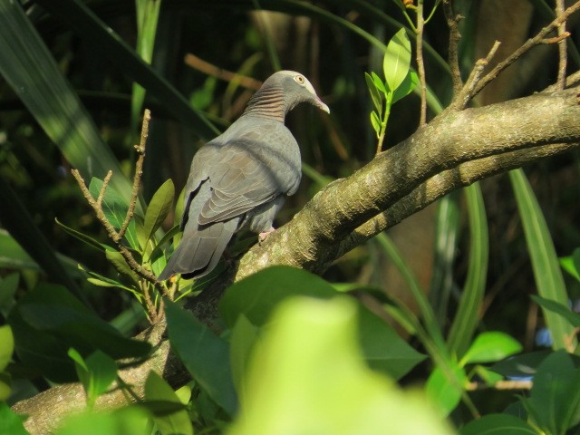 White-crowned Pigeon - ML609965921