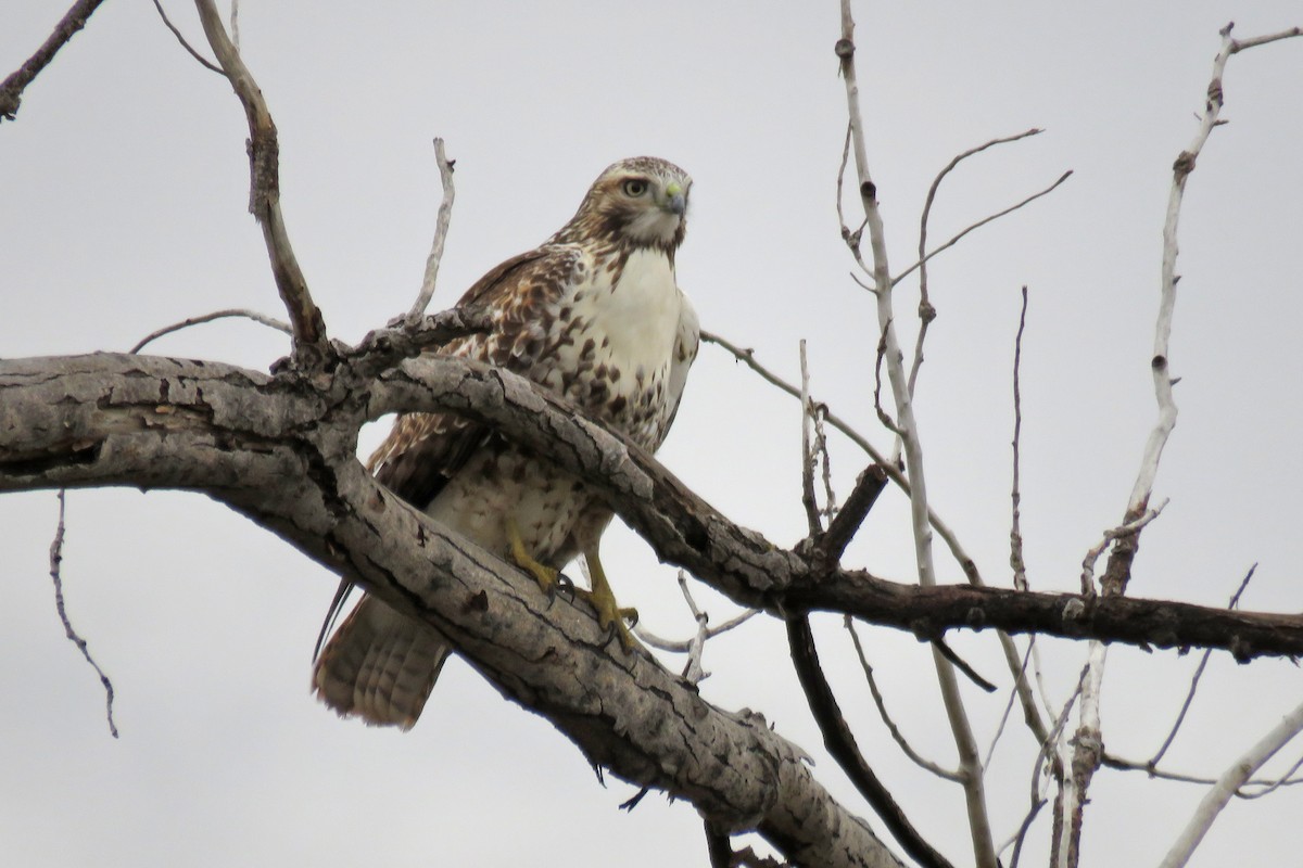 Red-tailed Hawk - ML609966340