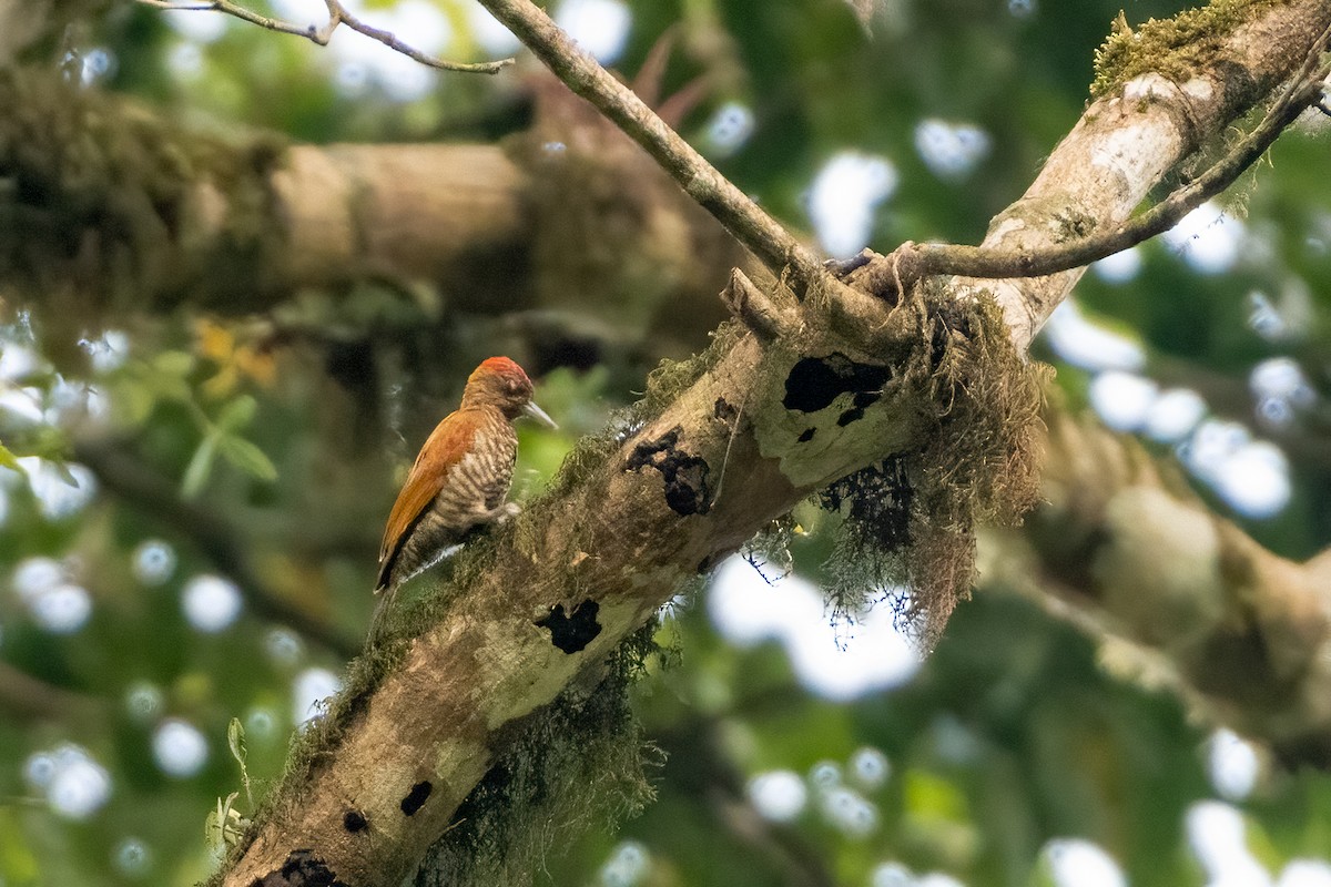 Red-stained Woodpecker - ML609966421