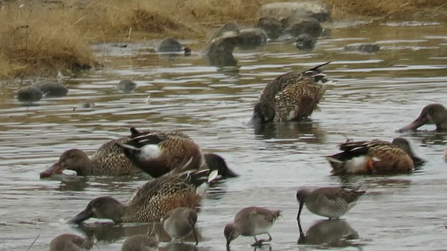 Long-billed Dowitcher - ML609966441