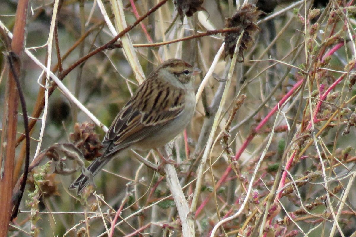 Chipping Sparrow - ML609966452