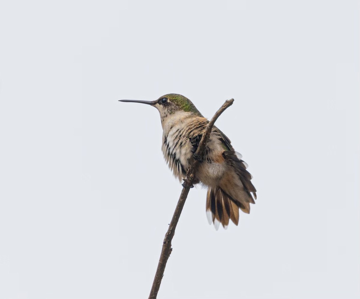 Broad-tailed Hummingbird - ML609966465