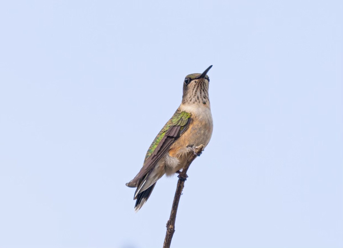 Broad-tailed Hummingbird - ML609966466