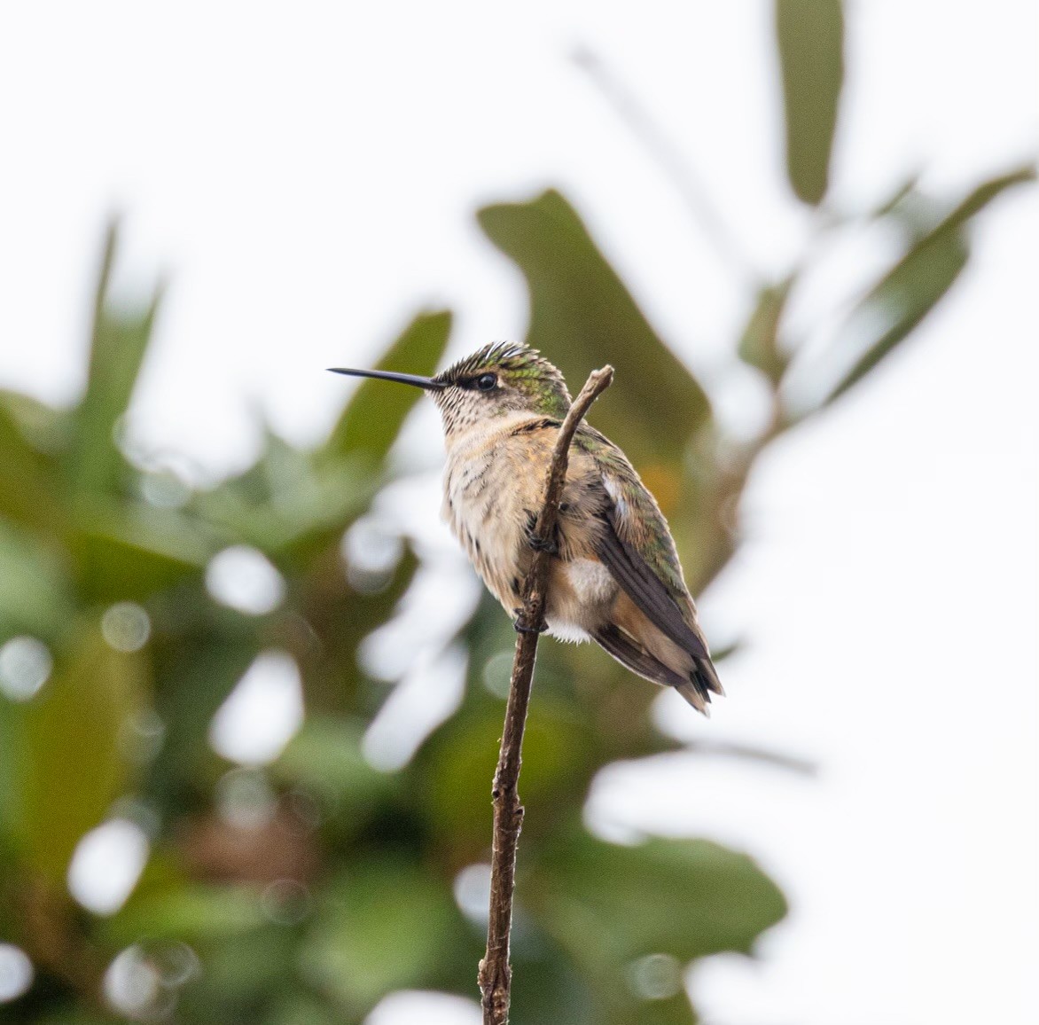 Broad-tailed Hummingbird - Harvey Laas