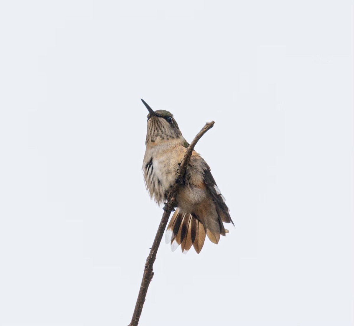 Broad-tailed Hummingbird - ML609966468