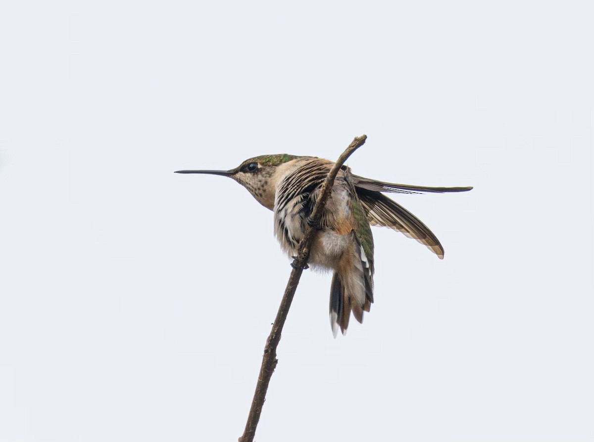 Broad-tailed Hummingbird - ML609966469