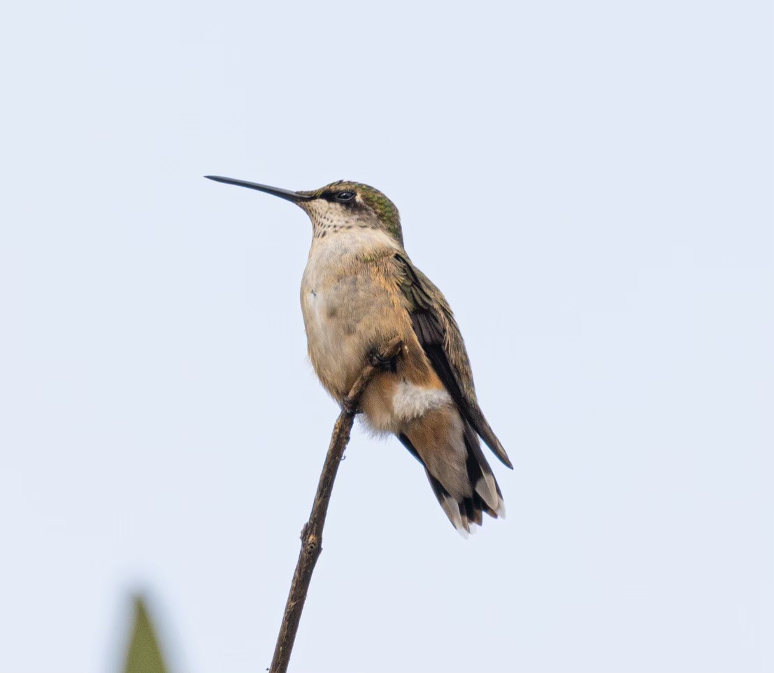 Broad-tailed Hummingbird - ML609966470