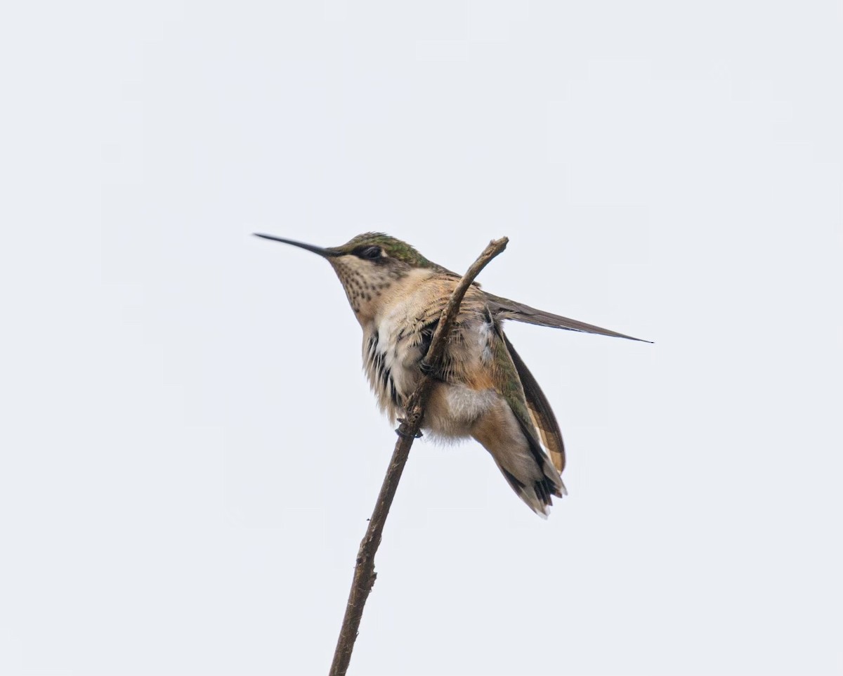 Broad-tailed Hummingbird - ML609966471