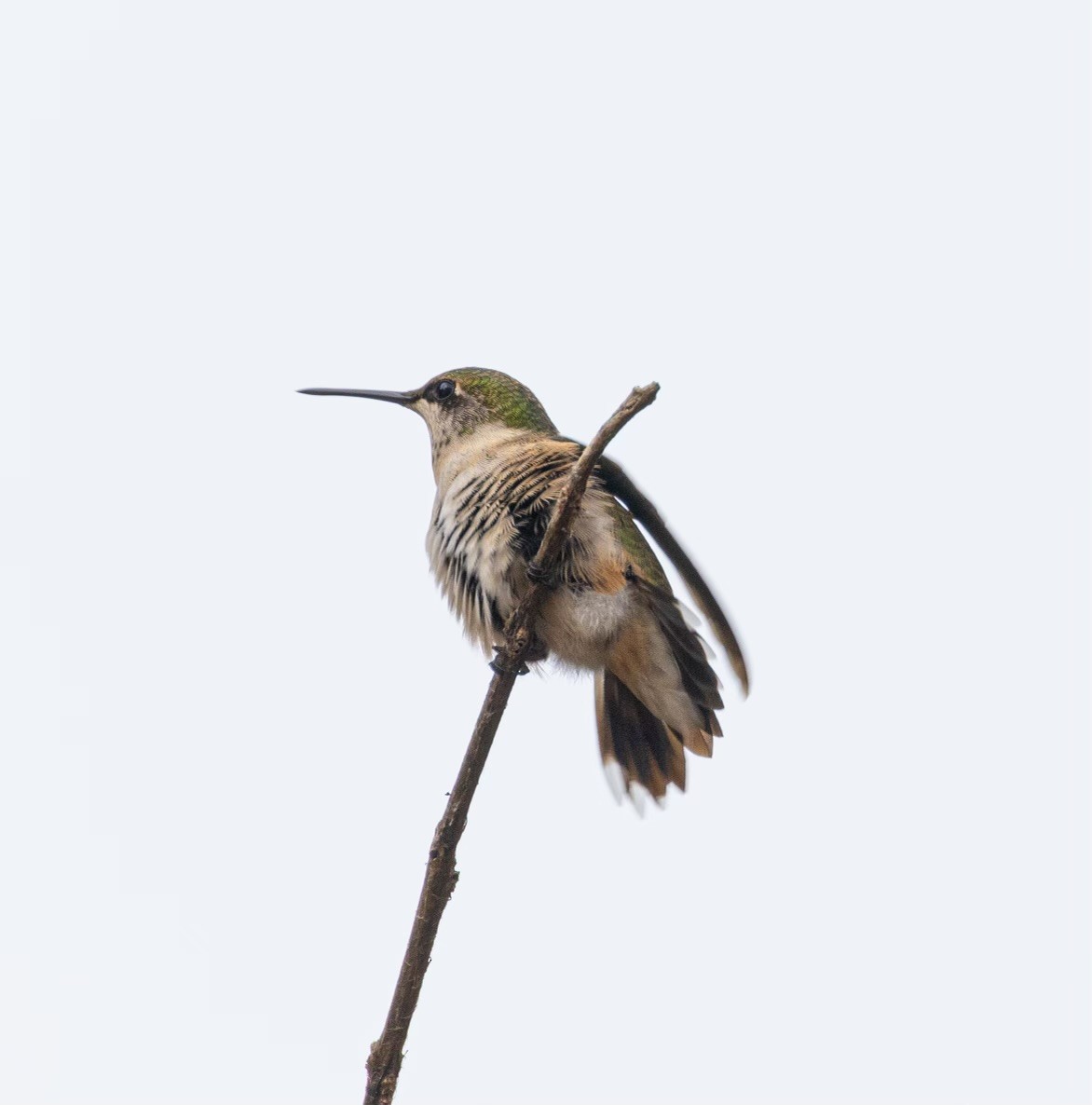 Broad-tailed Hummingbird - ML609966472