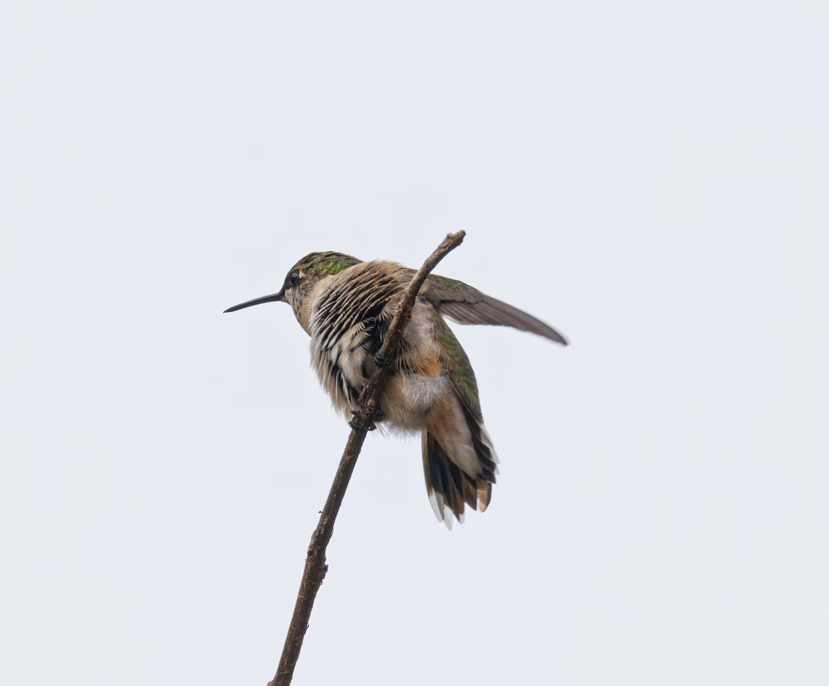 Broad-tailed Hummingbird - ML609966473