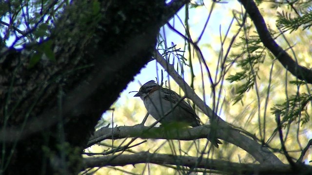 Rufous-collared Sparrow - ML609966568