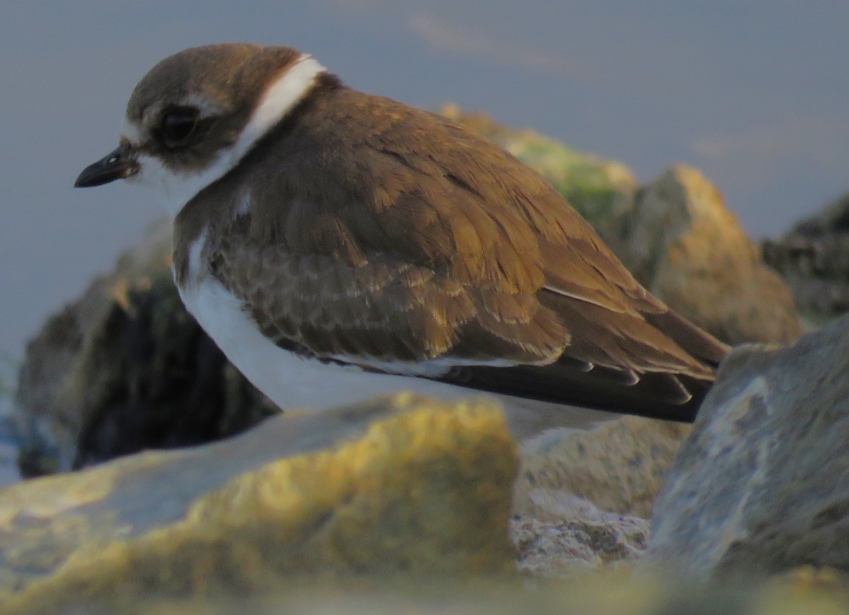 Semipalmated Plover - ML609966675