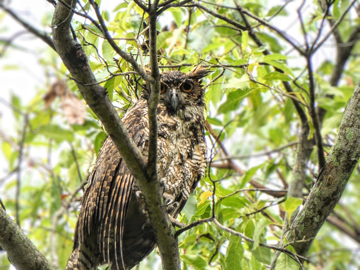 Great Horned Owl - ML609966723