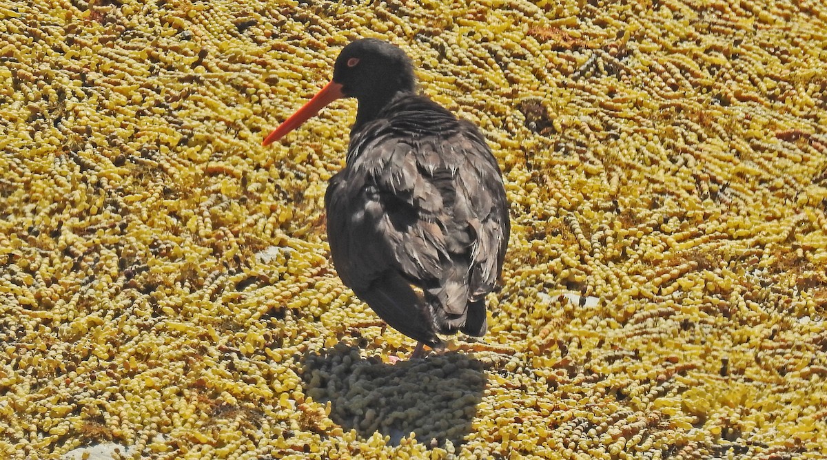 Sooty Oystercatcher - Ted Sears