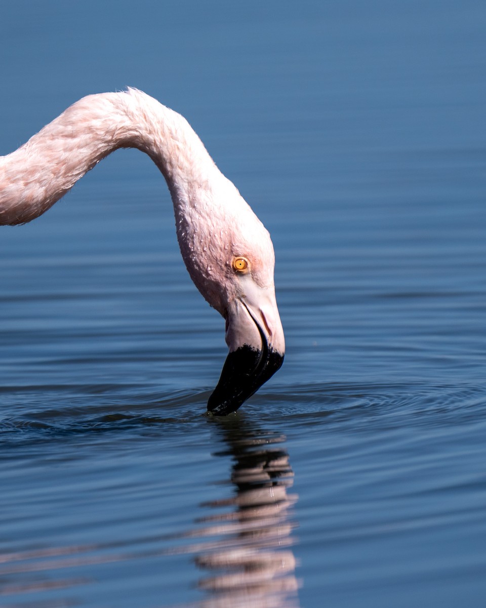 Şili Flamingosu - ML609966828