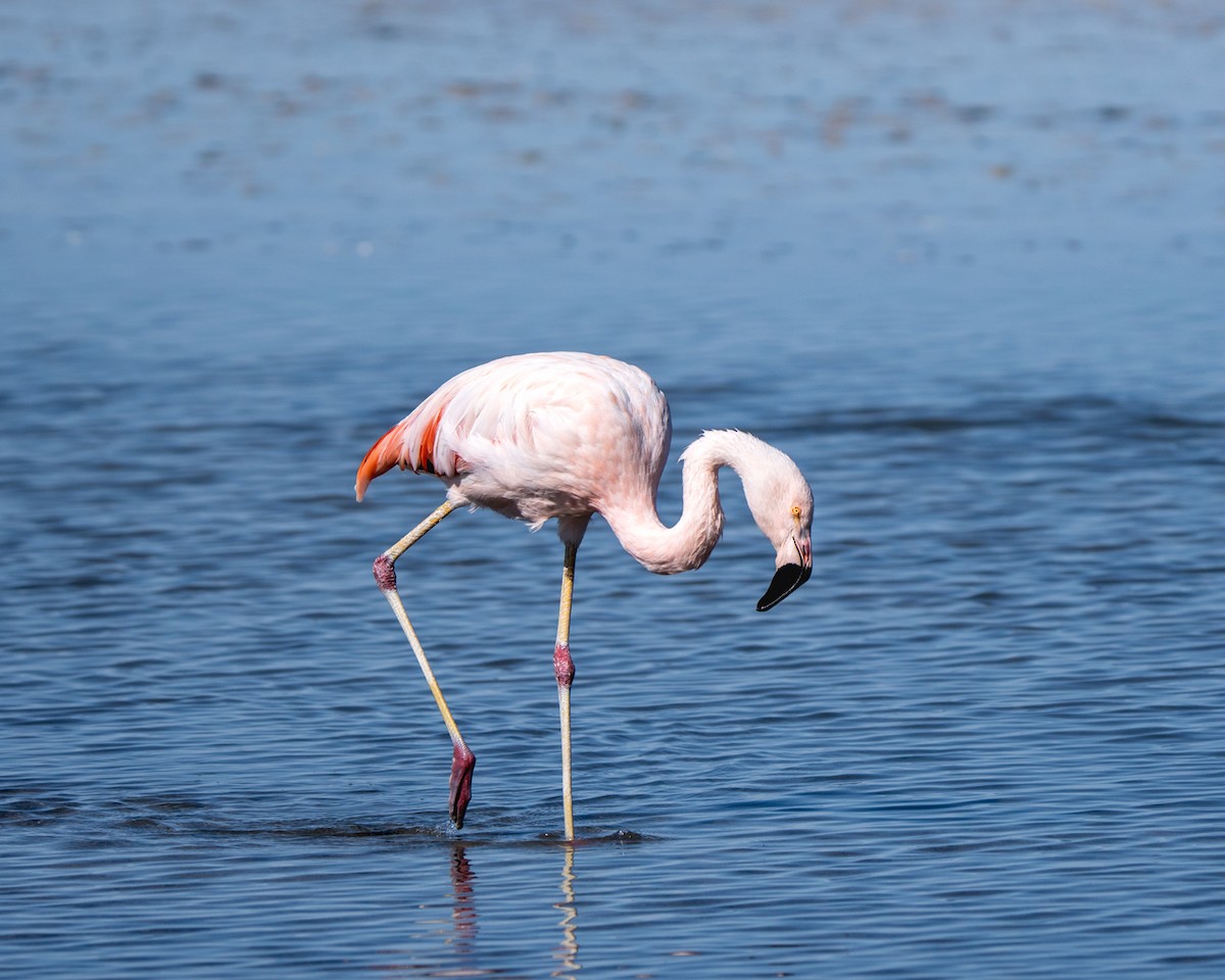 Chilean Flamingo - ML609966839