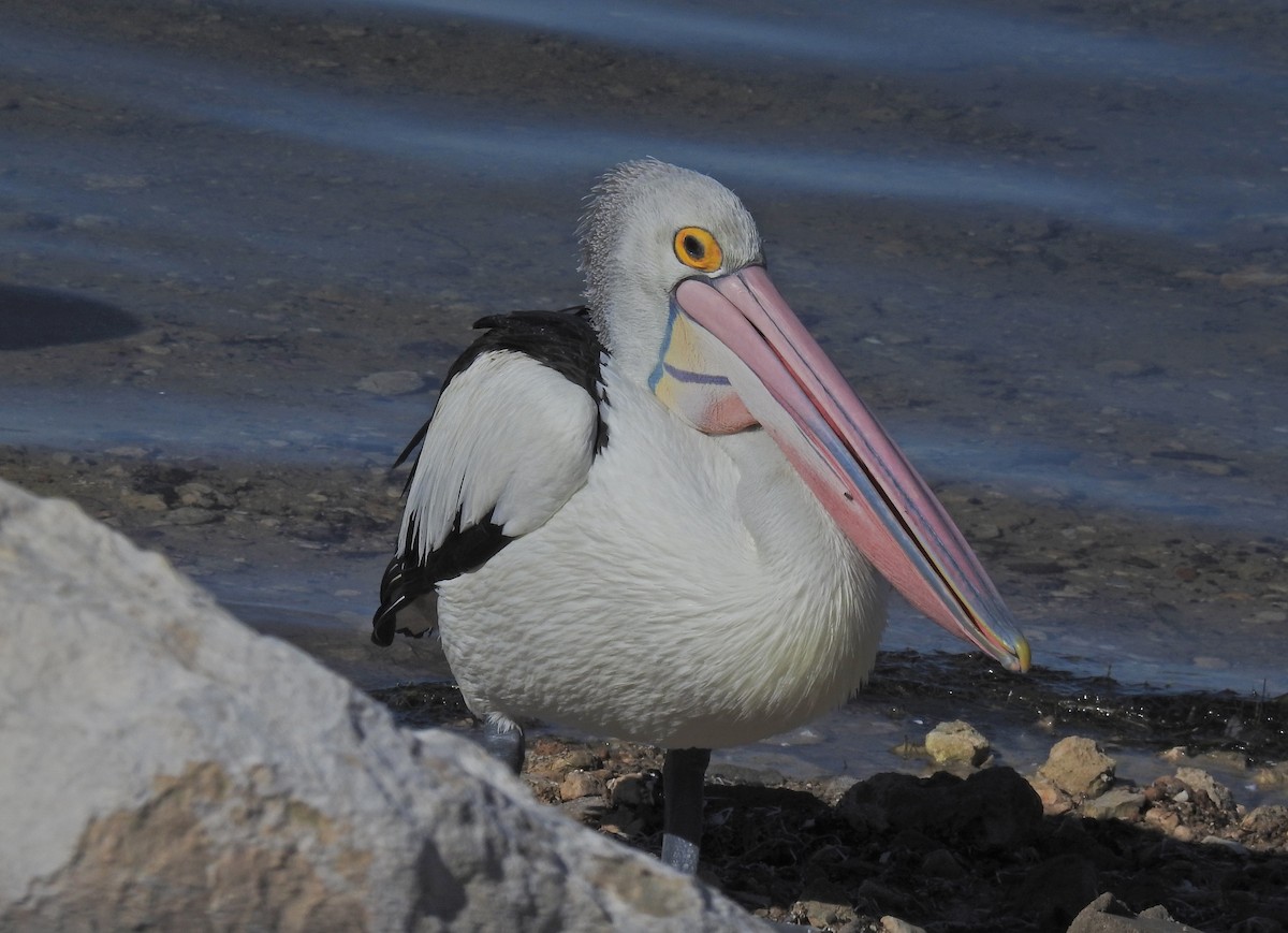 pelikán australský - ML609966857