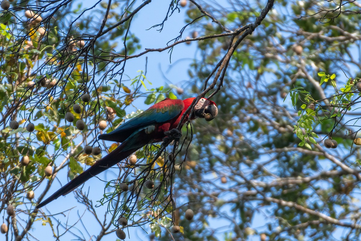 Red-and-green Macaw - ML609966941