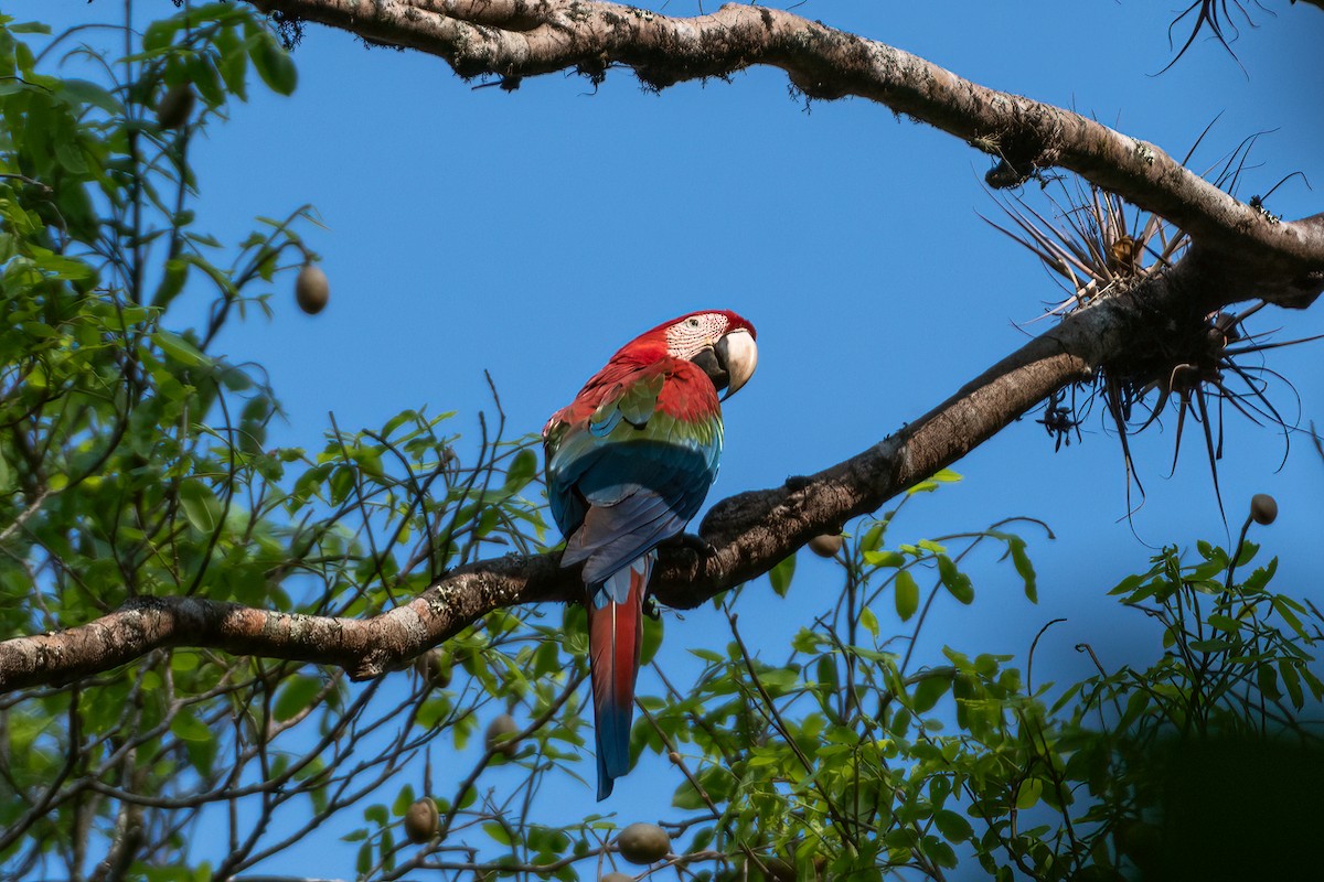 Red-and-green Macaw - ML609967073