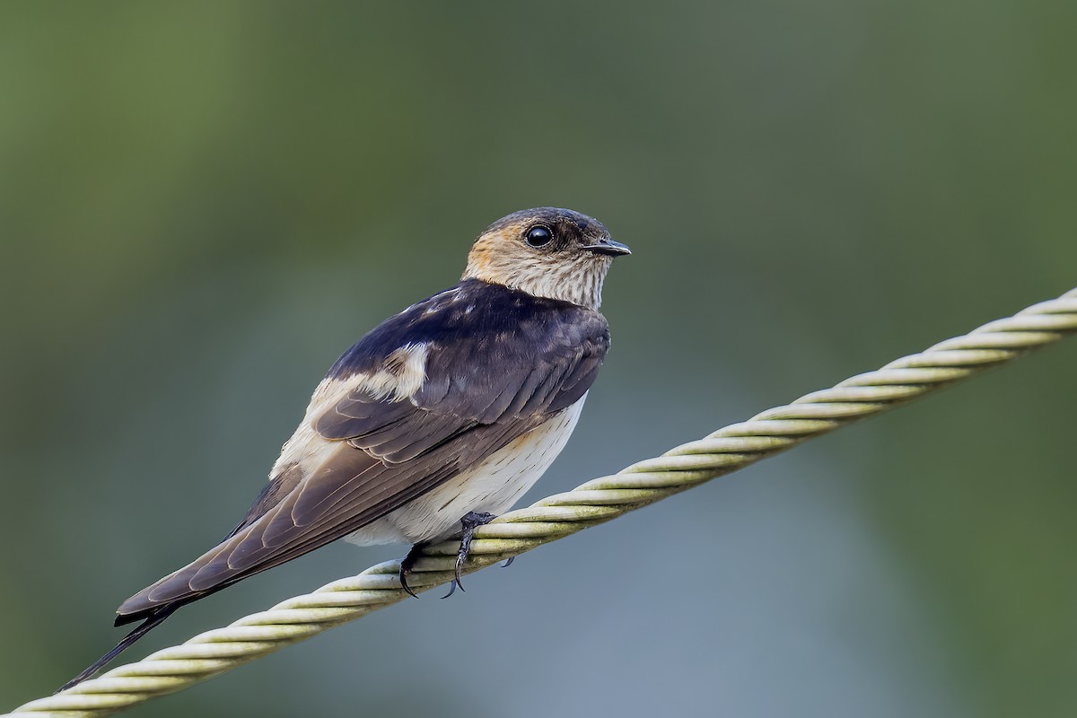 Striated Swallow - Parthasarathi Chakrabarti