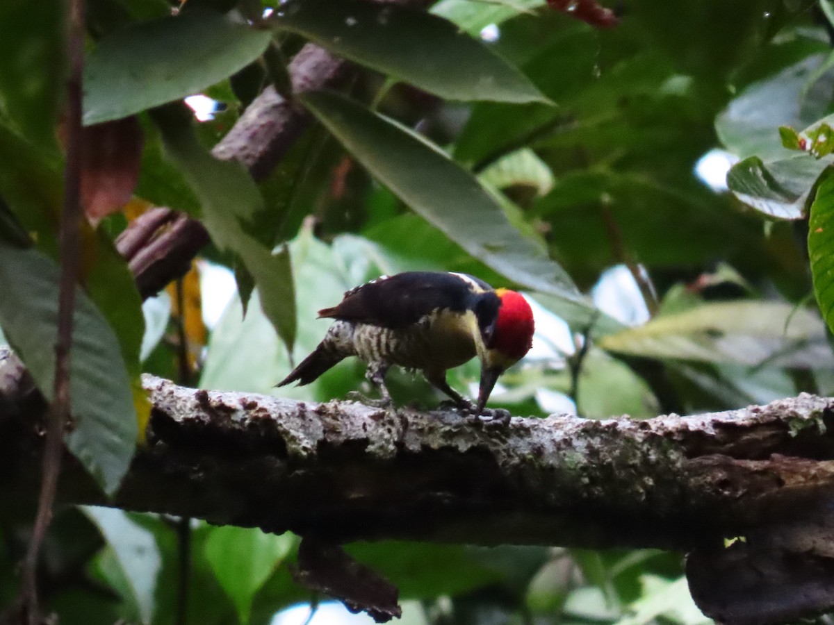 Beautiful Woodpecker - Jerson Marin (@rojo_pajarero)
