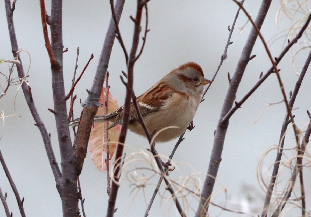 American Tree Sparrow - ML609967983