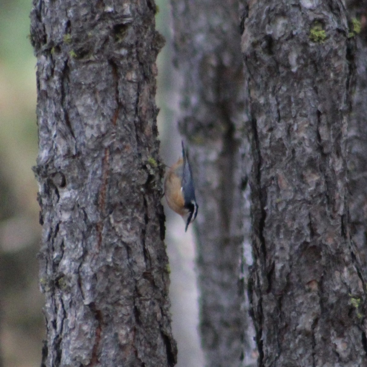 Red-breasted Nuthatch - ML609968404