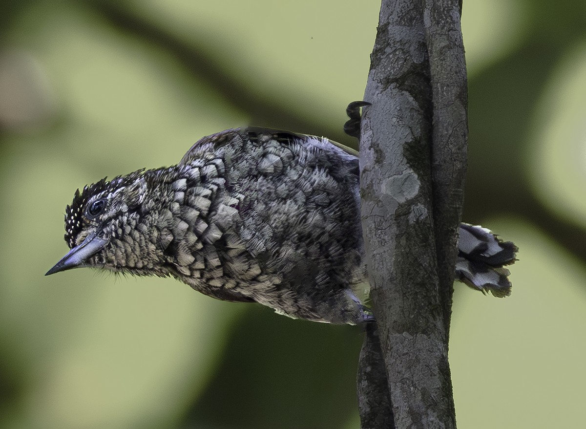 Scaled Piculet - ML609969102