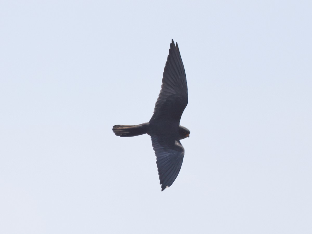 Red-footed Falcon - ML609969277