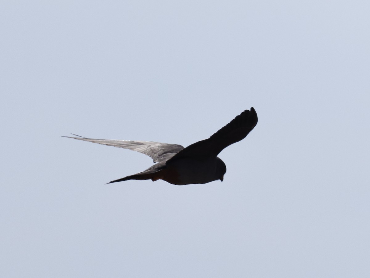Red-footed Falcon - ML609969278