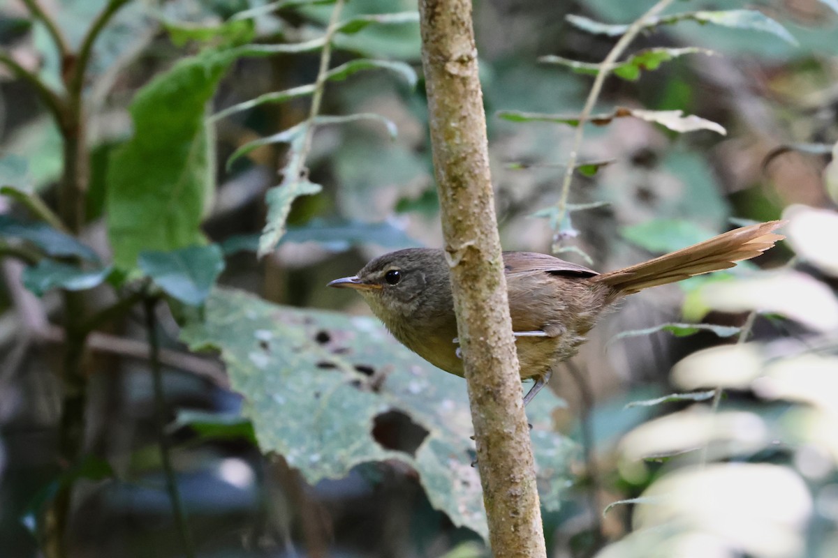Malagasy Brush-Warbler (Malagasy) - Olivier Langrand