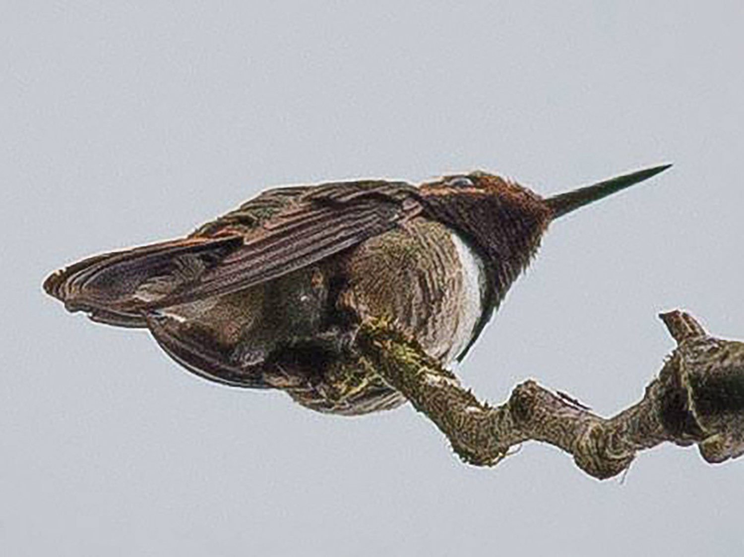 Glow-throated Hummingbird - Kees Groenendijk www.hotelheliconiapanama.com