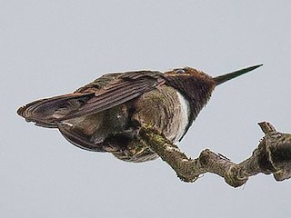 - Glow-throated Hummingbird
