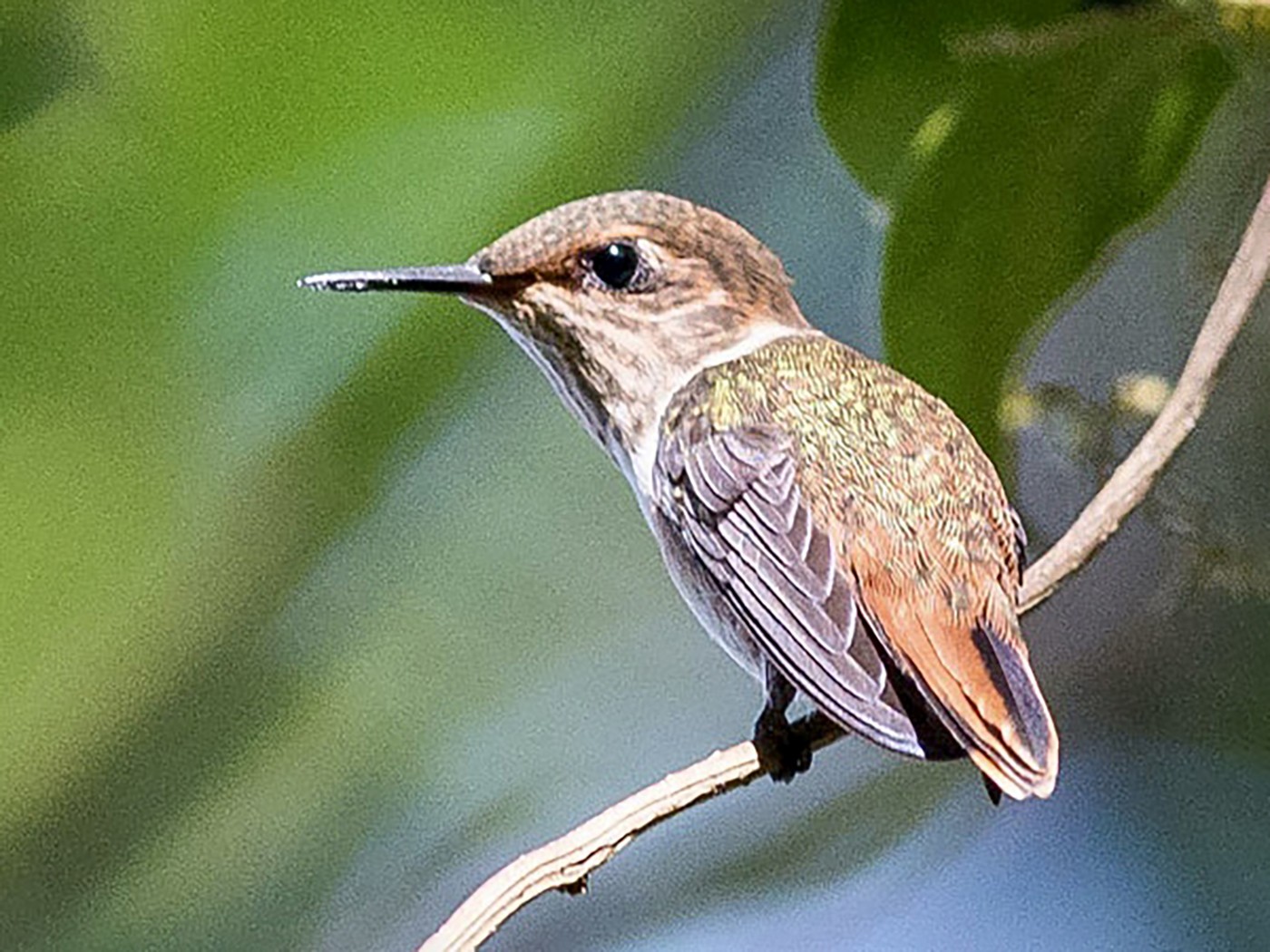 Glow-throated Hummingbird - Howard Laidlaw