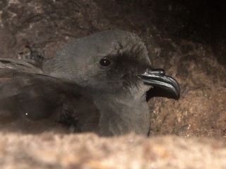  - Ainley's Storm-Petrel