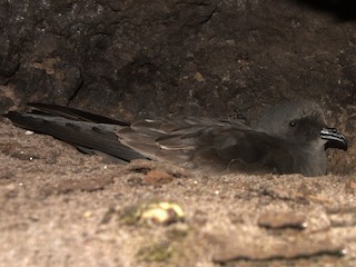  - Ainley's Storm-Petrel