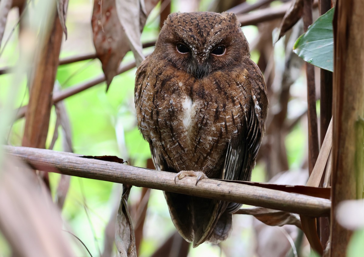 Madagascar Scops-Owl (Rainforest) - ML609969778