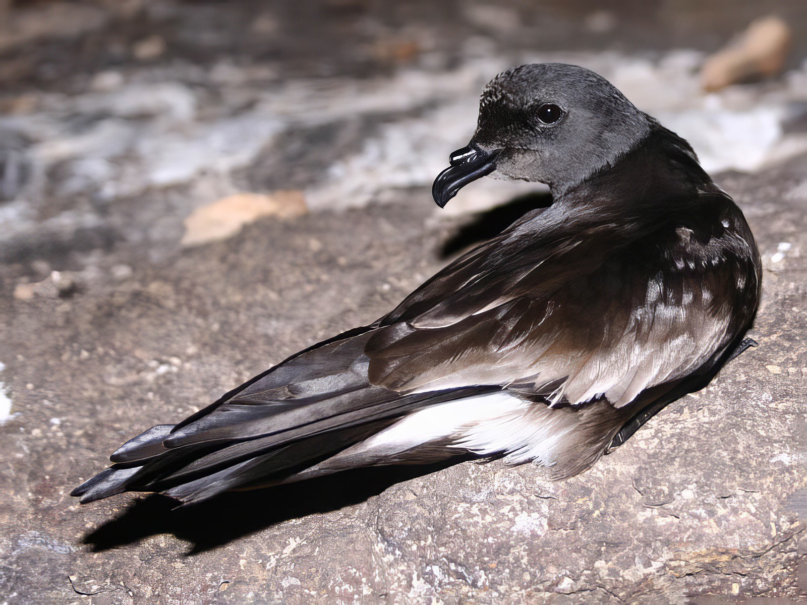 Cape Verde Storm-Petrel - eBird