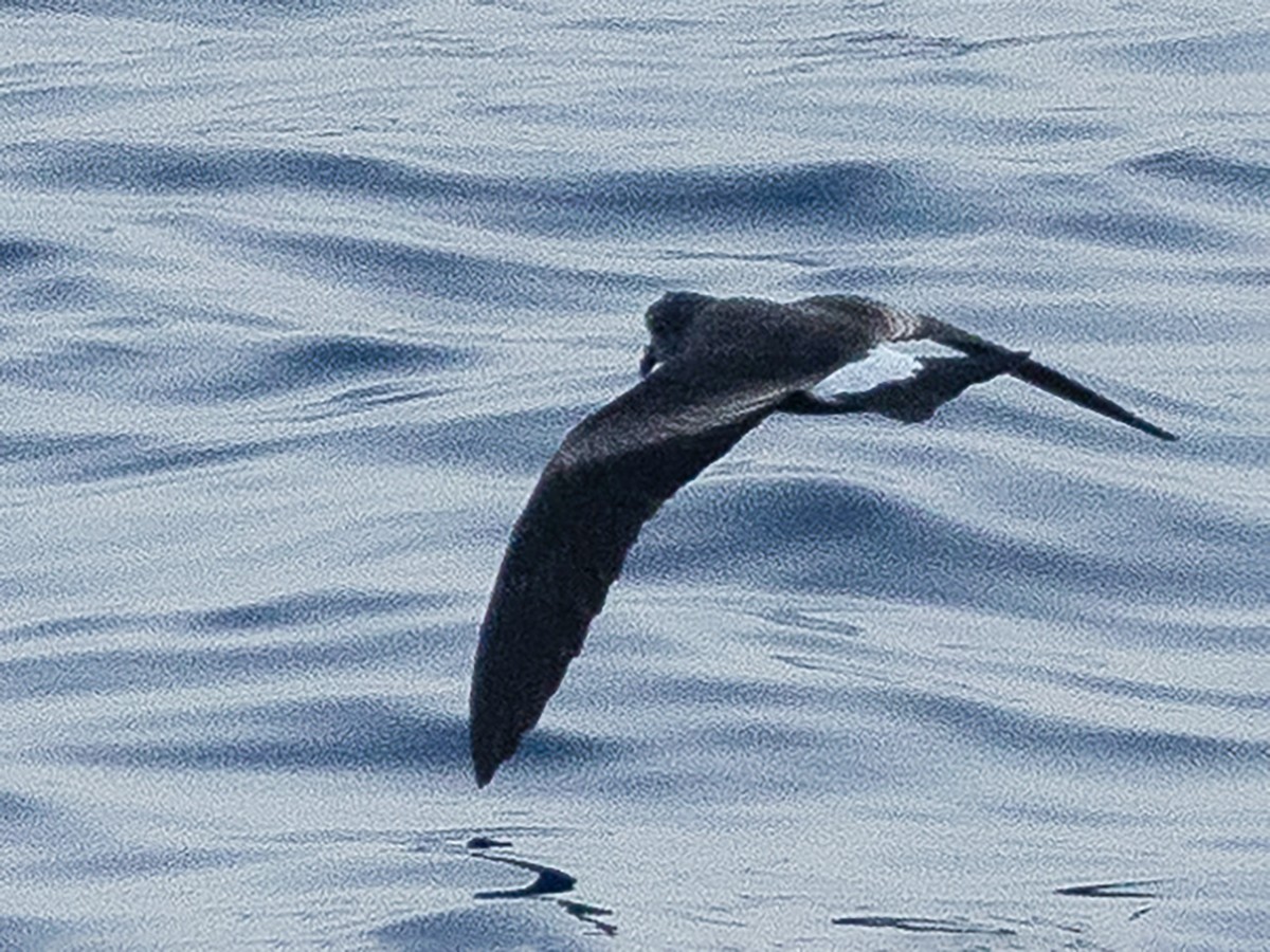 Cape Verde Storm-Petrel - Santiago Imberti