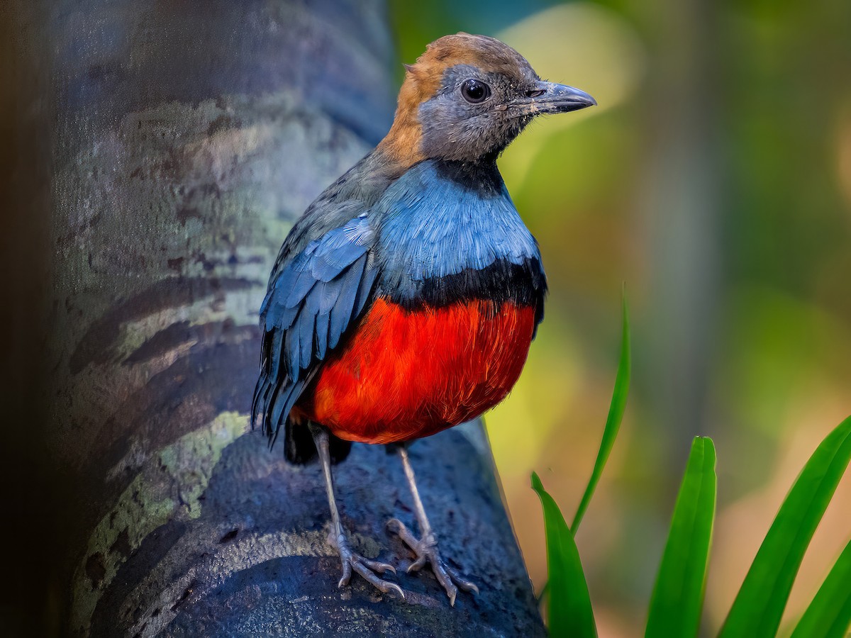 Erythropitta meeki - eBird