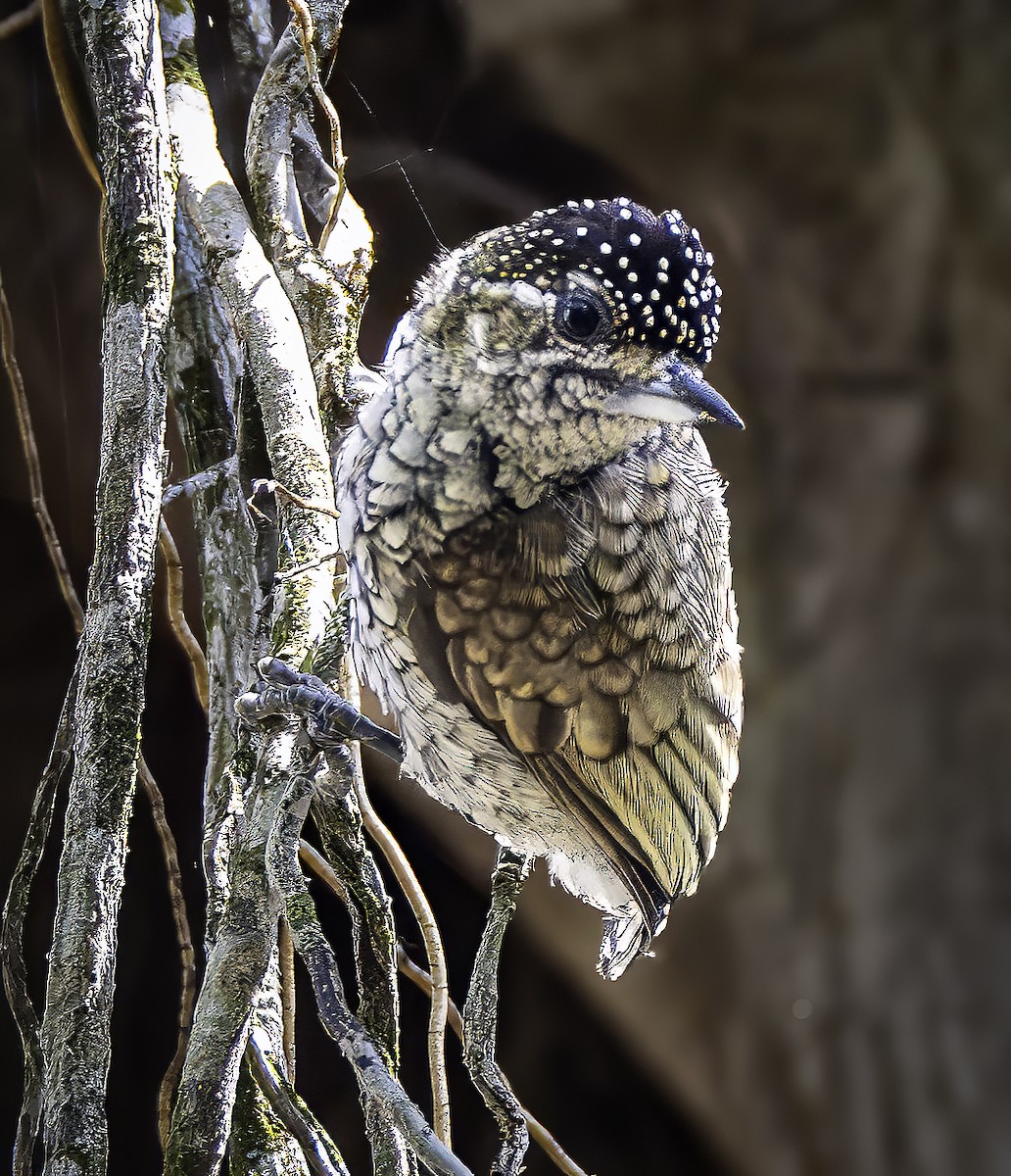 Scaled Piculet - ML609970028