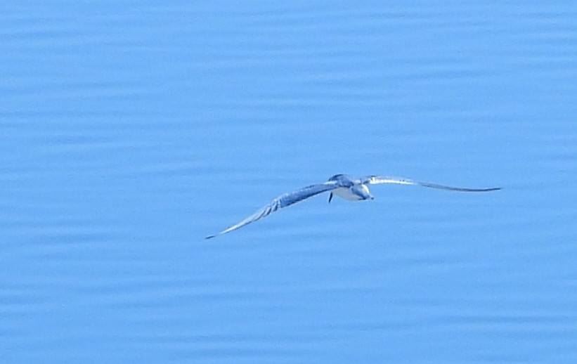 Gull-billed/Australian Tern - ML609970173