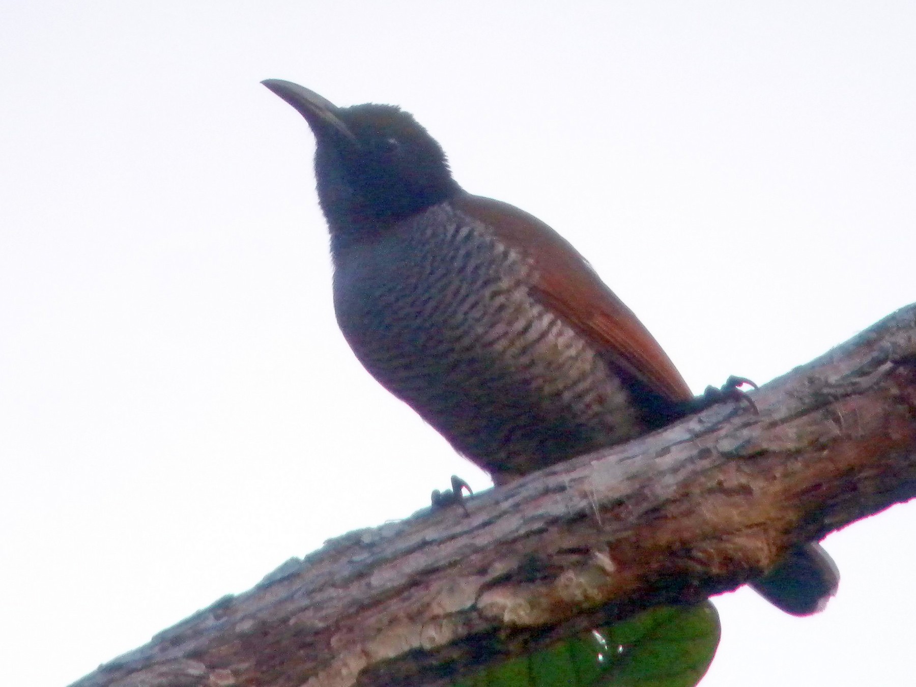 Ave del Paraíso Soberbia Menor - eBird