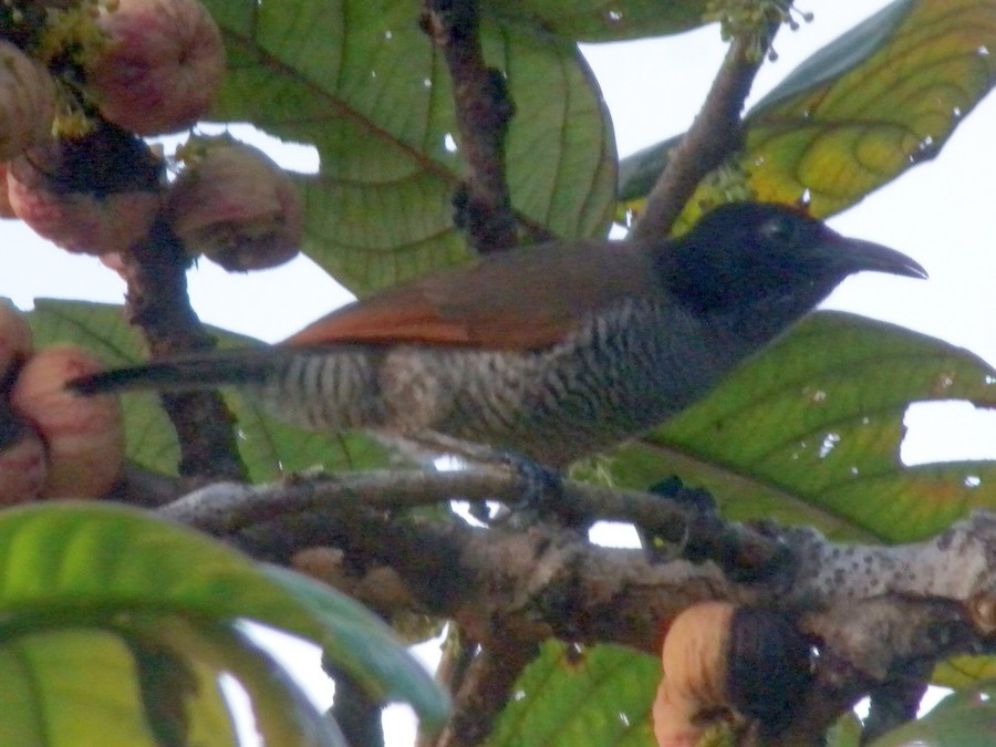 Lesser Lophorina - eBird