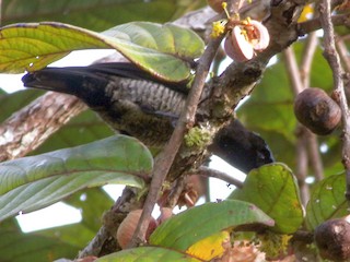 Female - Szabolcs Kókay - ML609970318